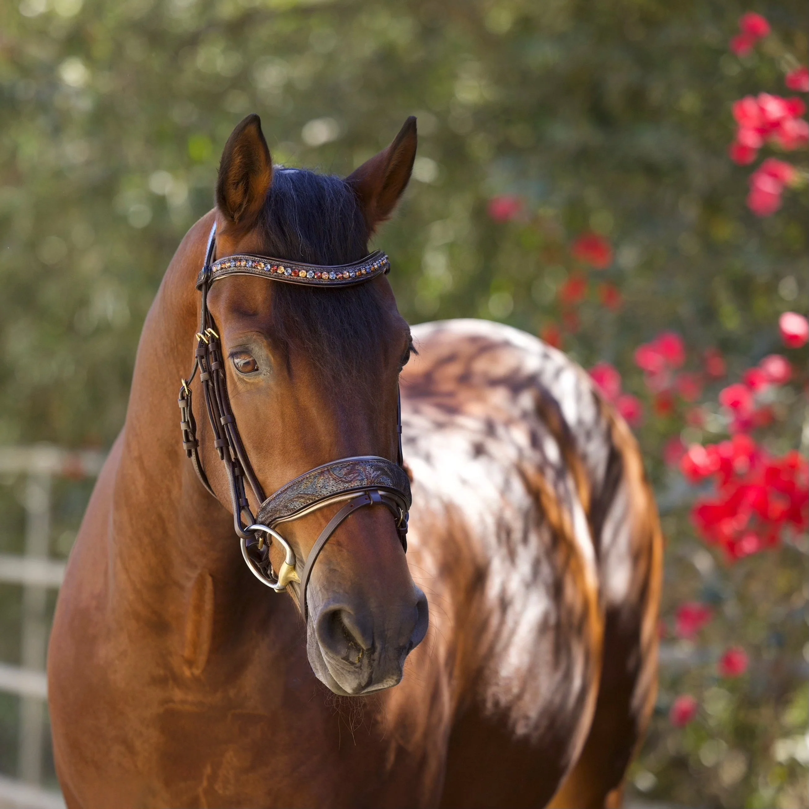 Aspen Leather Snaffle Bridle with Removable Flash - Image 5