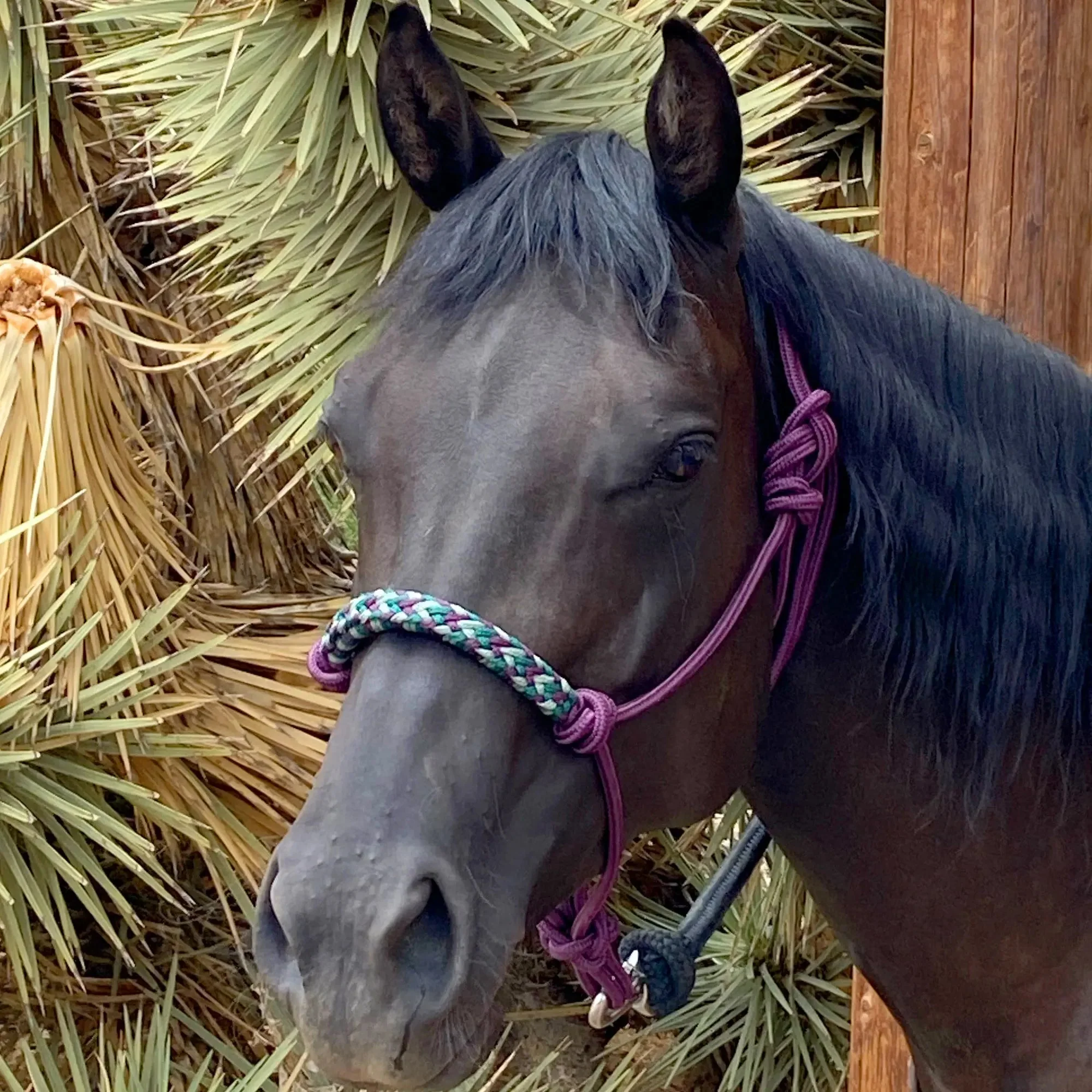 Clinician Rope Halter - Image 6