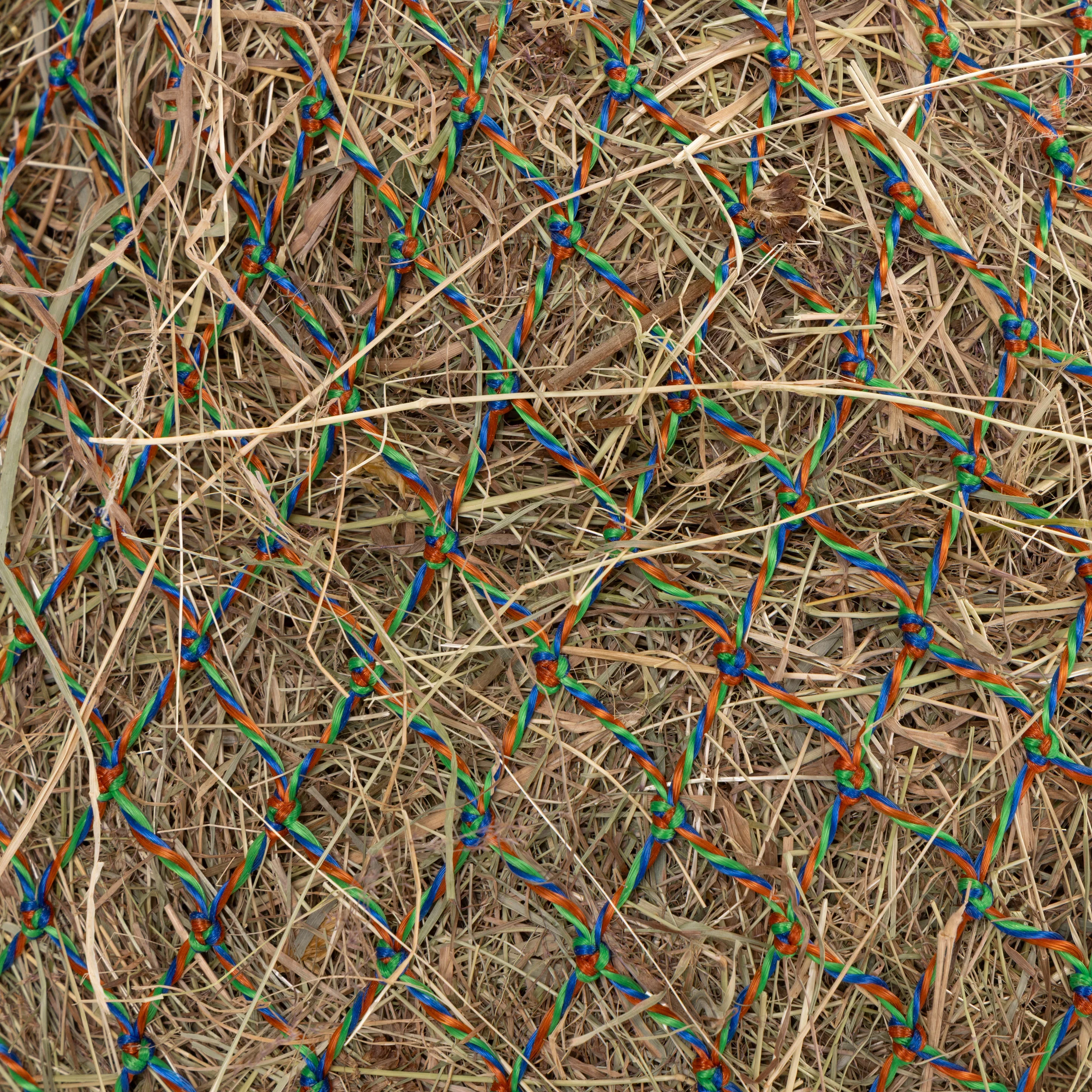 Color Twist Greedy Feeder - Image 7