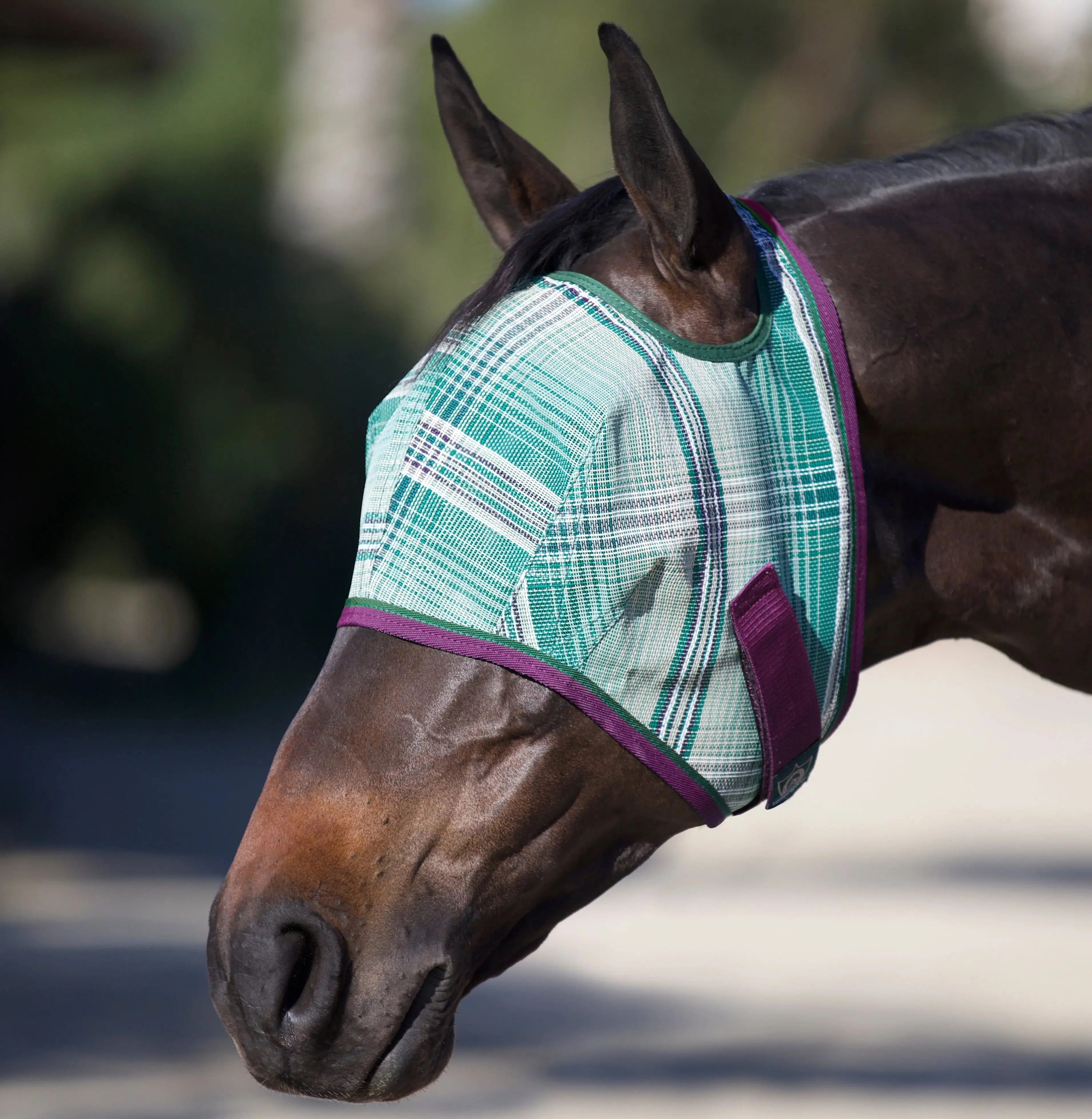 Draft Fly Mask with Web Trim - Open Ear Design - 73% UV Blocking - Image 4