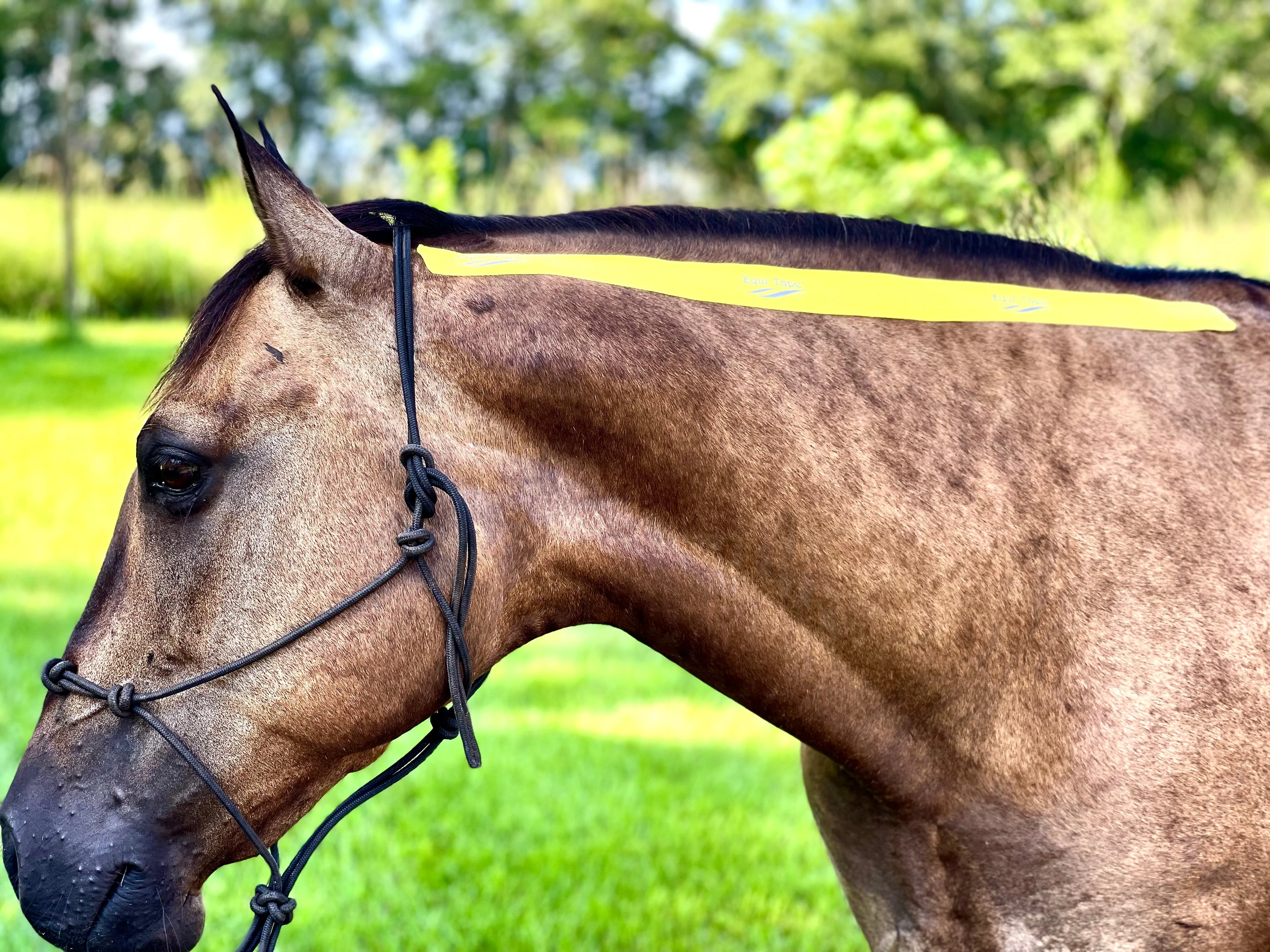 Equi-TapeĀ® Advanced Education Package - Image 2