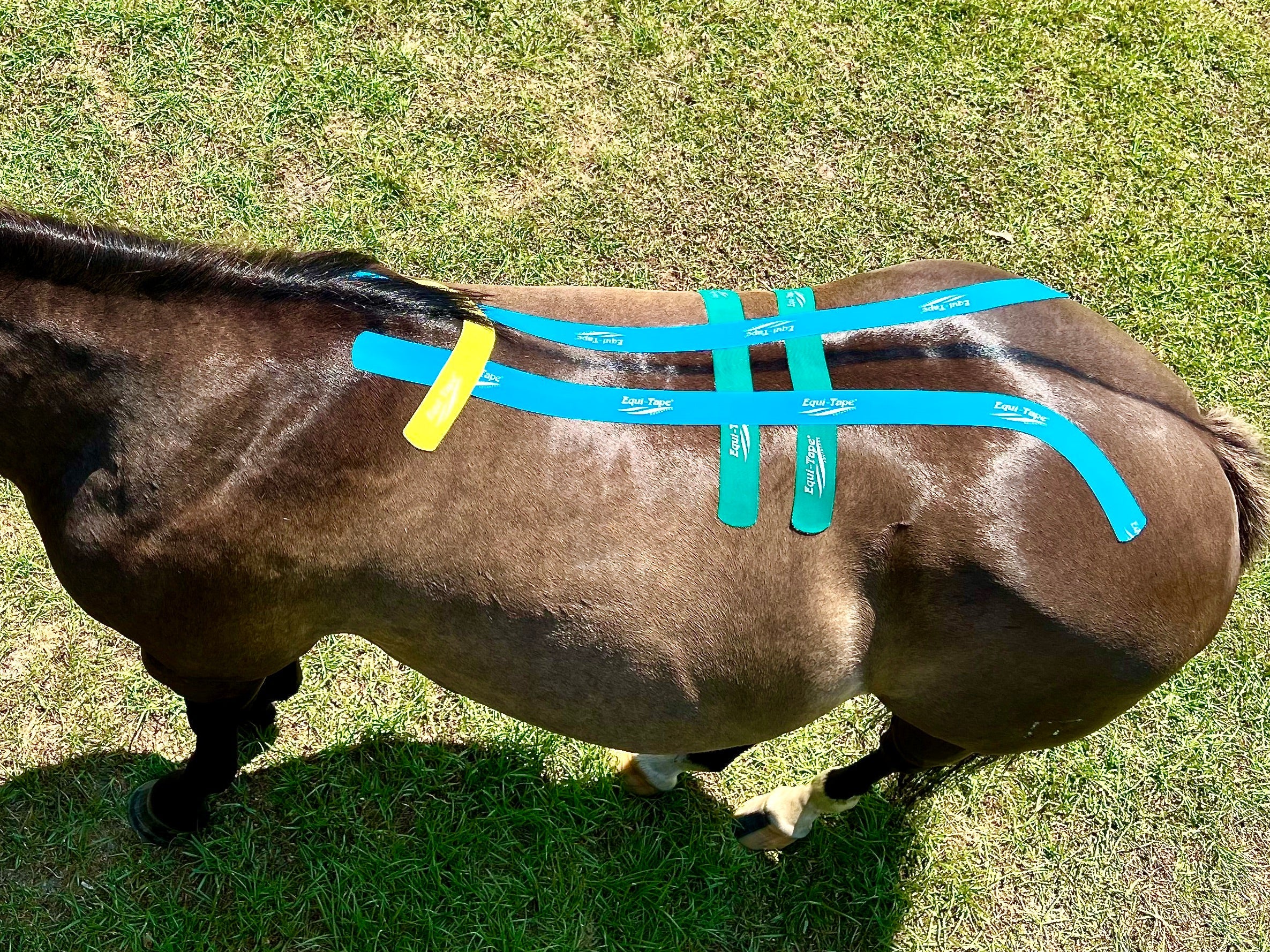 Equi-TapeĀ® Fundamentals Course & Module Bundle - Image 17