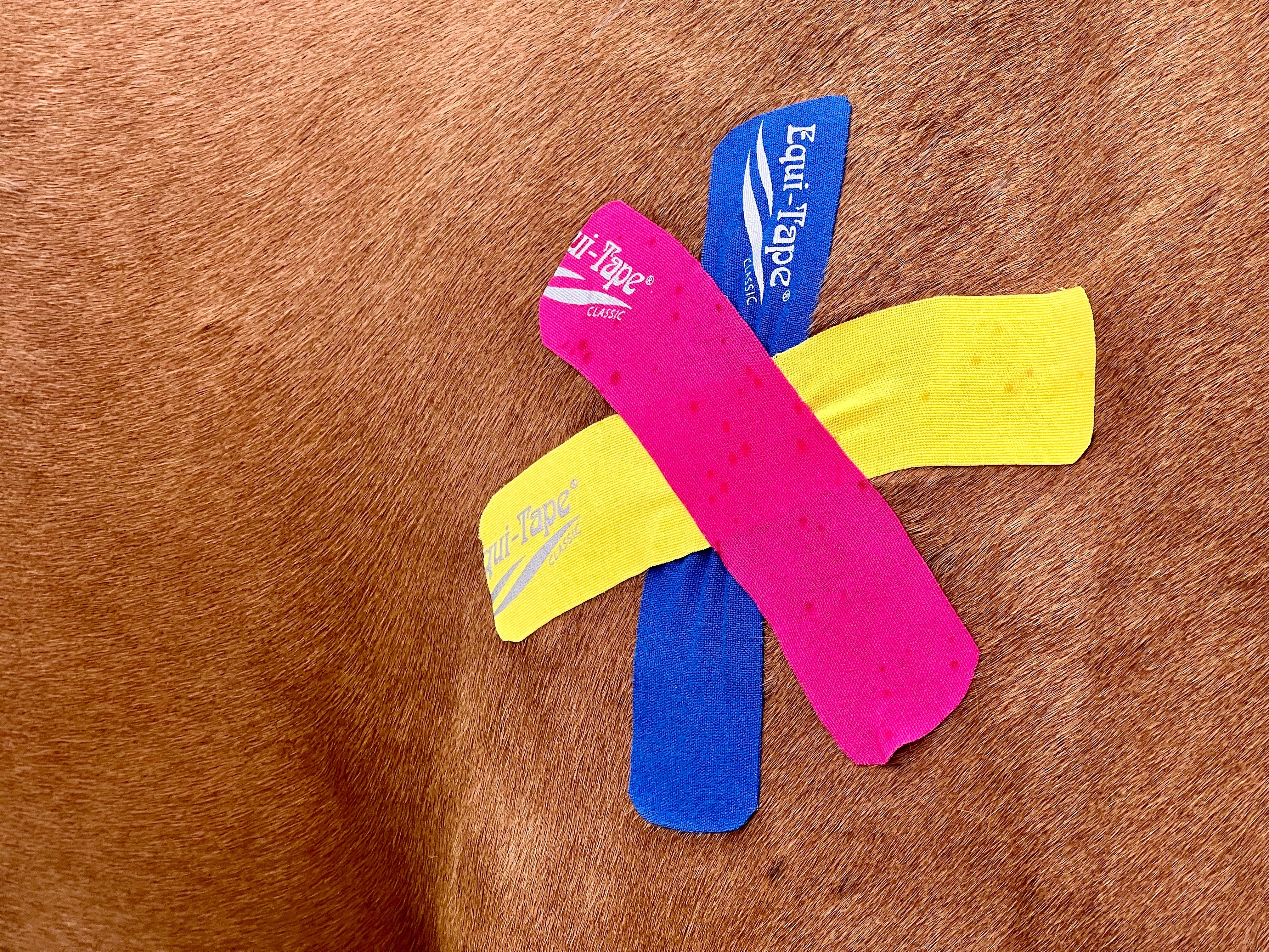 Equi-TapeĀ® Fundamentals Course & Module Bundle - Image 22