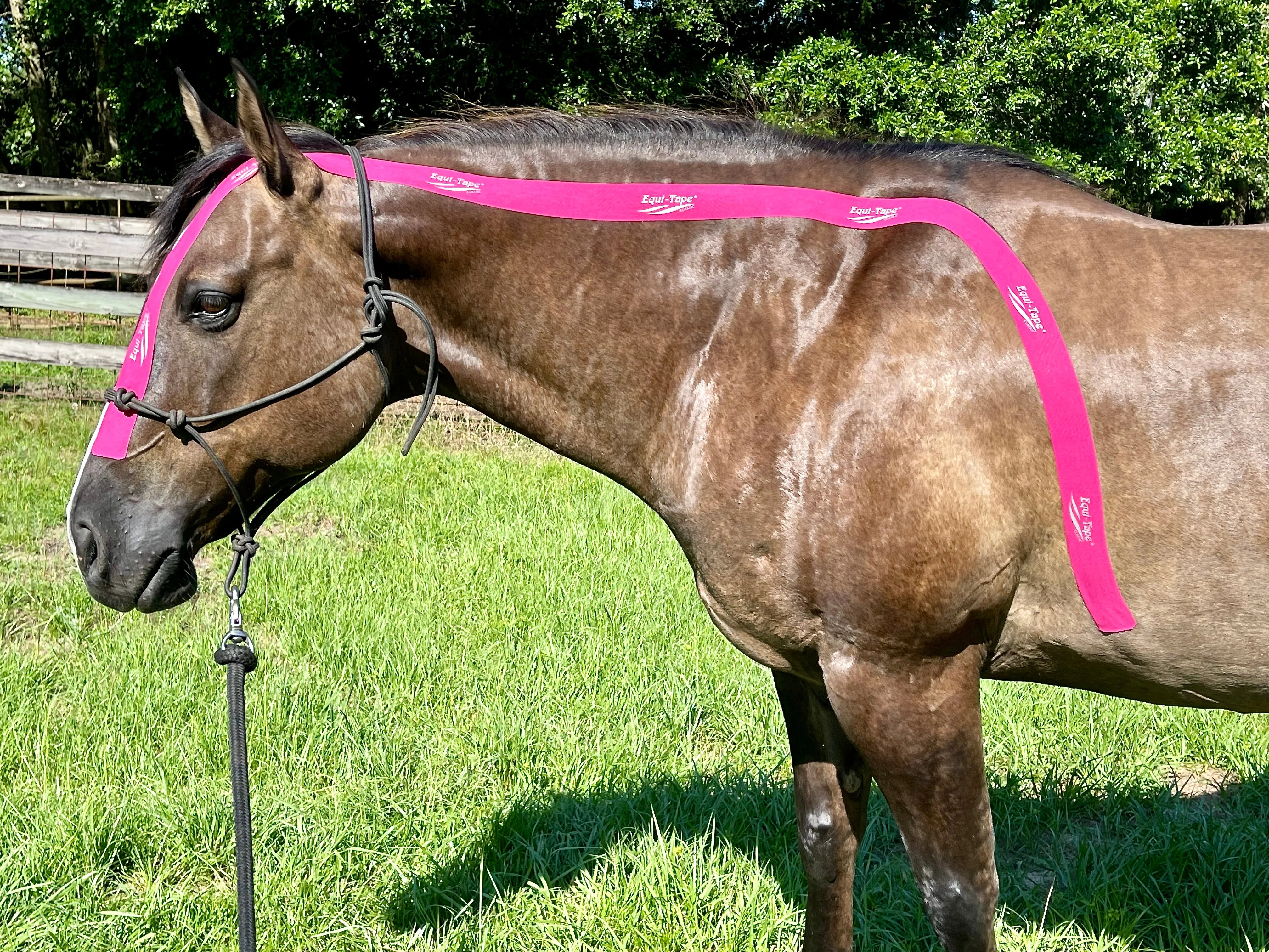Equi-TapeĀ® Fundamentals Course & Module Bundle - Image 31