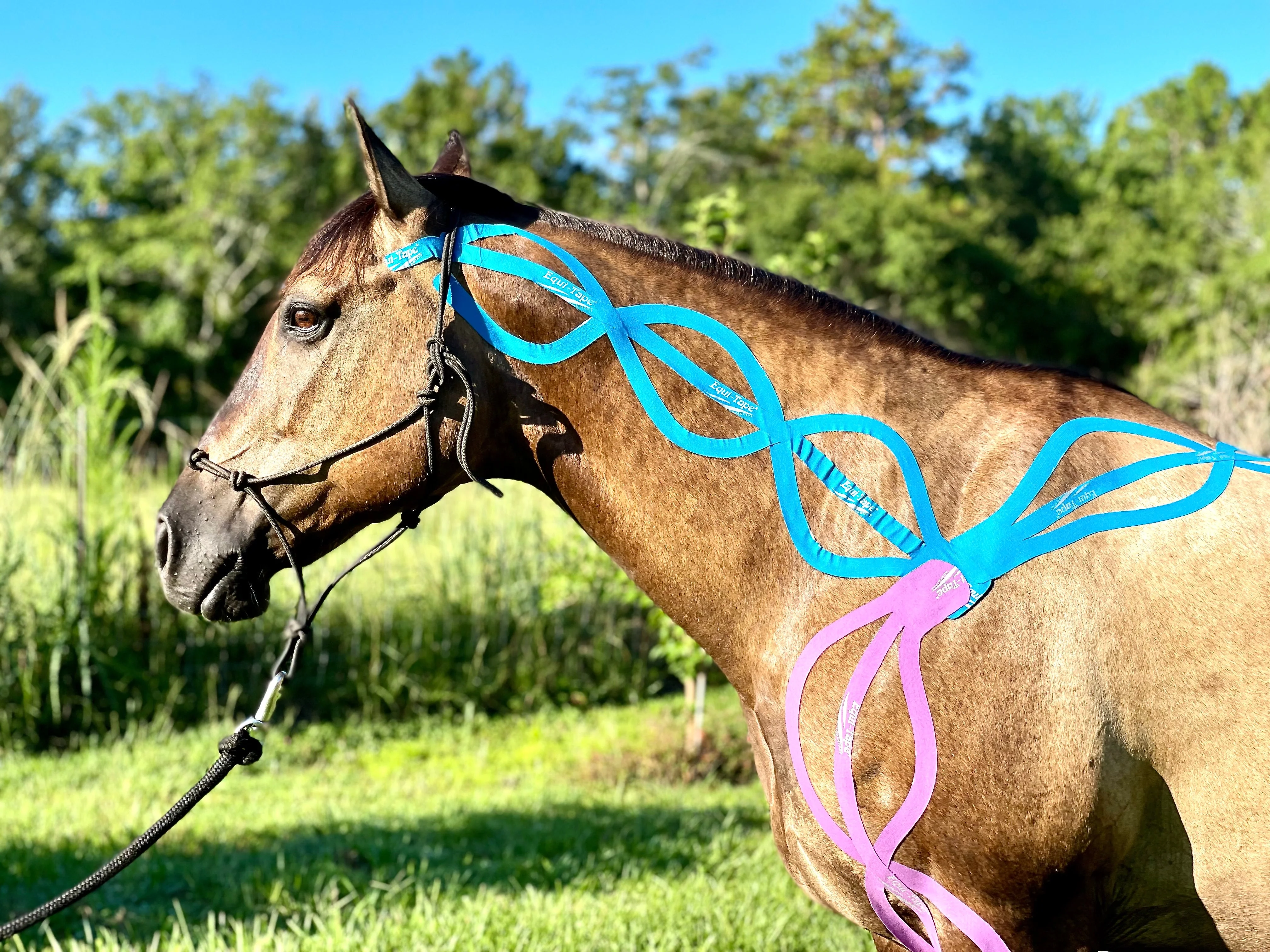 Equi-TapeĀ® Fundamentals Course & Module Bundle - Image 34