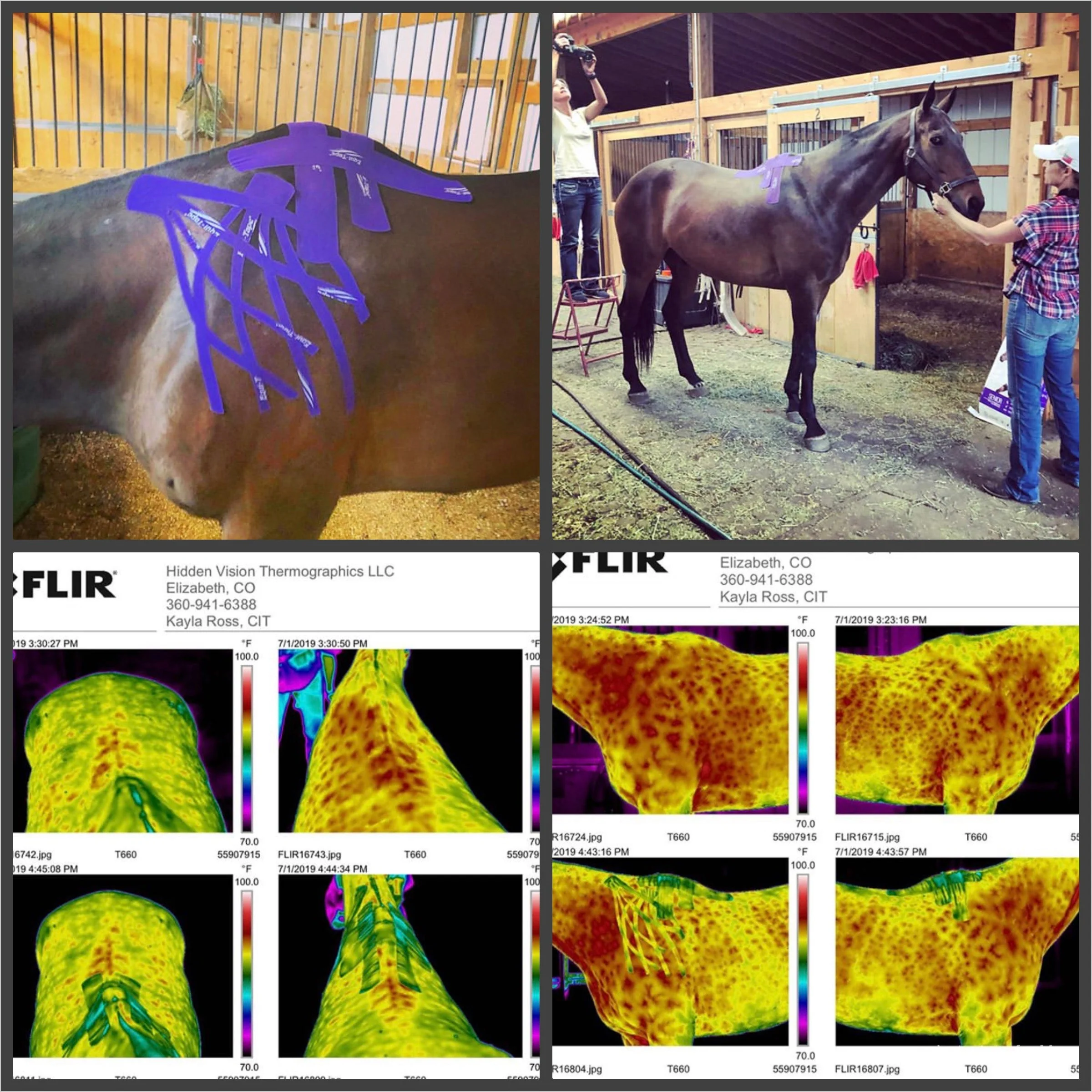 Equi-TapeĀ® Fundamentals Course & Module Bundle - Image 5