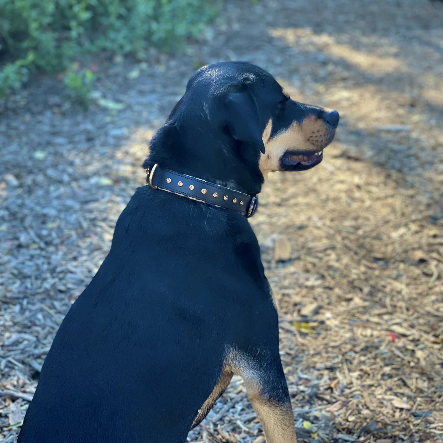 Halter Ego® Black Leather Safari Dog Collar - Image 5