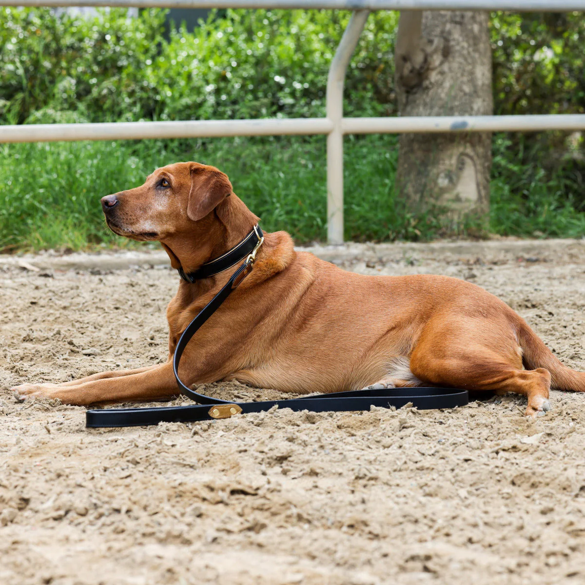 Halter Ego® Milan Dog Leash - Image 3
