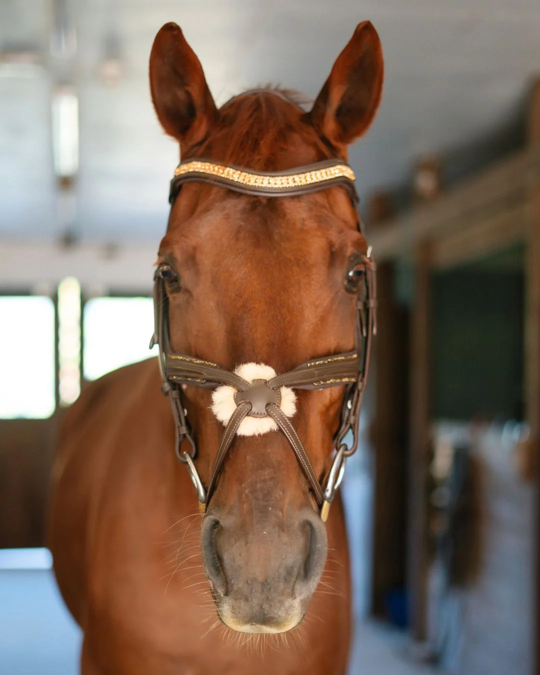 Hidden Flash! Pro-fit Comfortable Bridle with Patent Noseband and Crystal Browband - Image 6