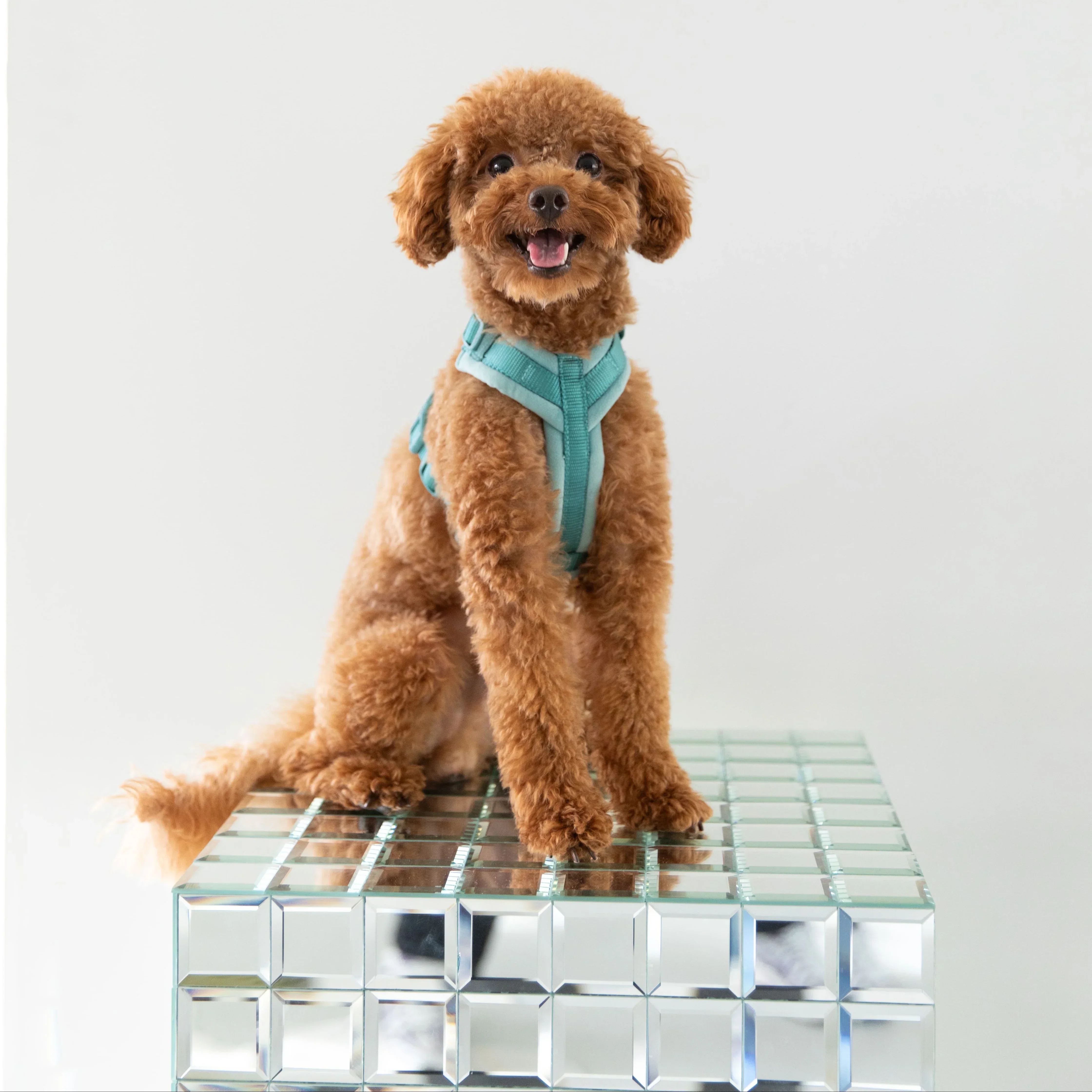 Lilac - Velvet Dog Harness - Image 3