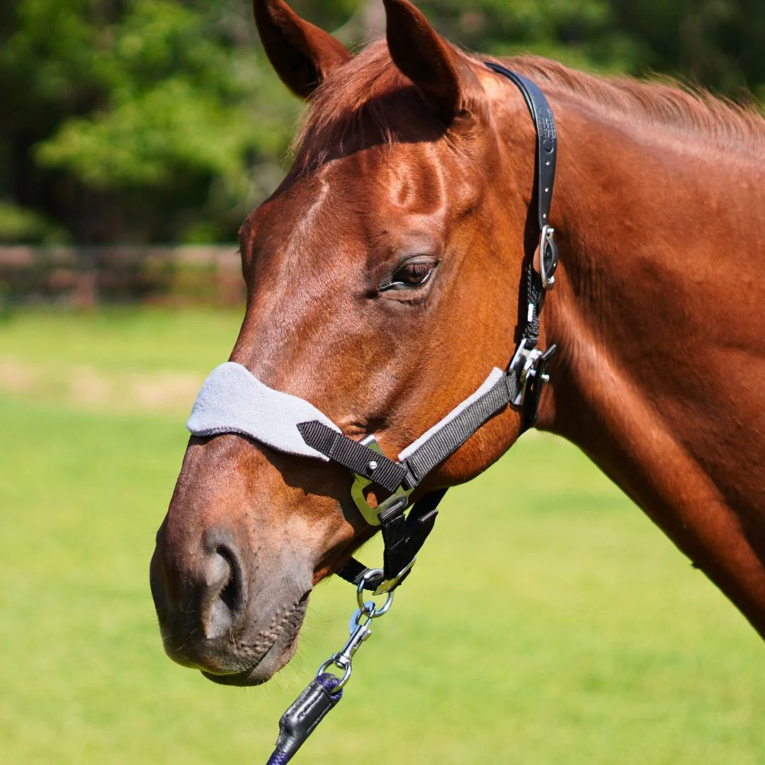 Magna Leather Breakaway Halter â„¢ in Black with Fleece Noseband - Image 3