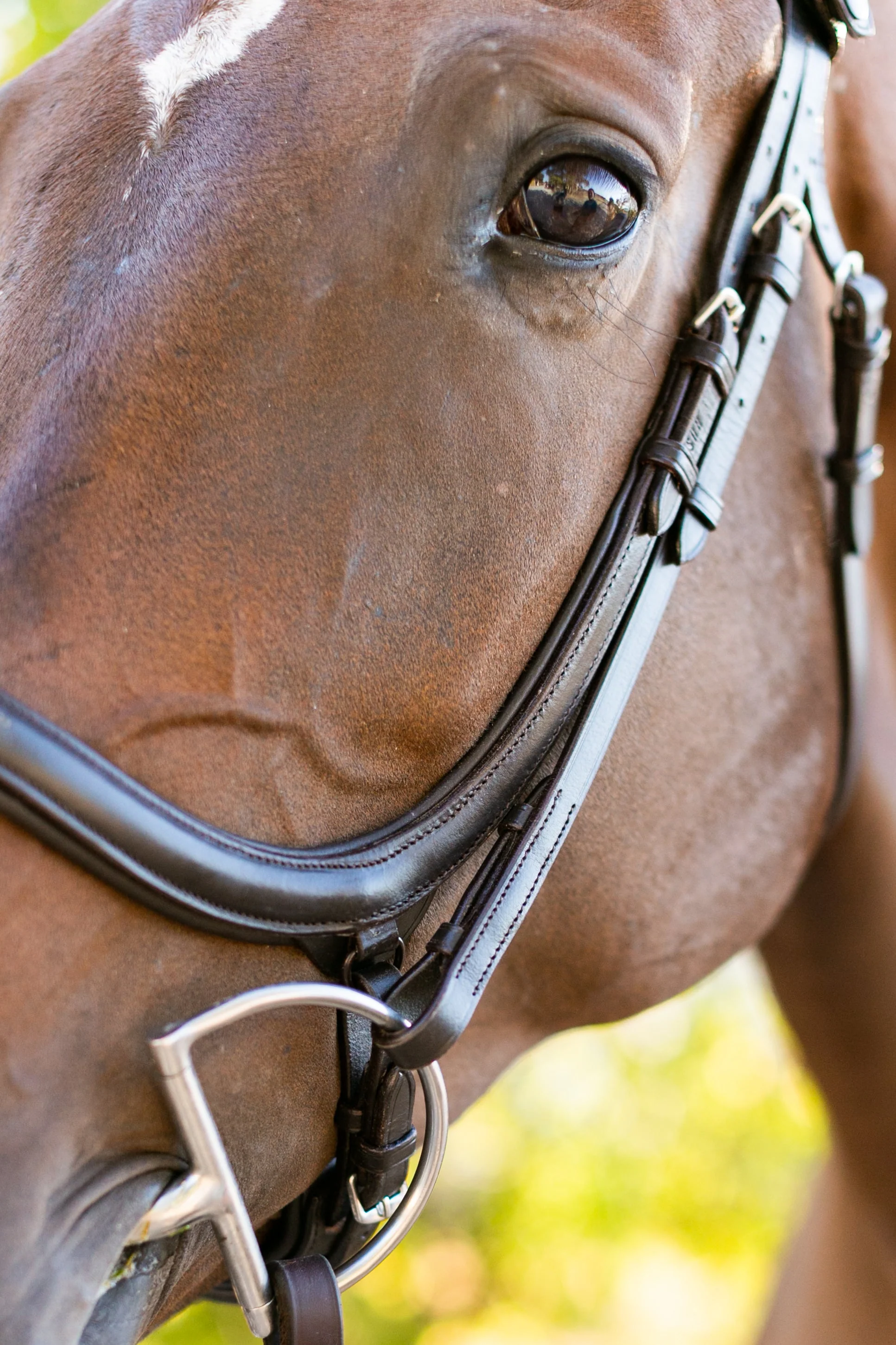 Noland Anatomical Schooling Bridle - Image 2