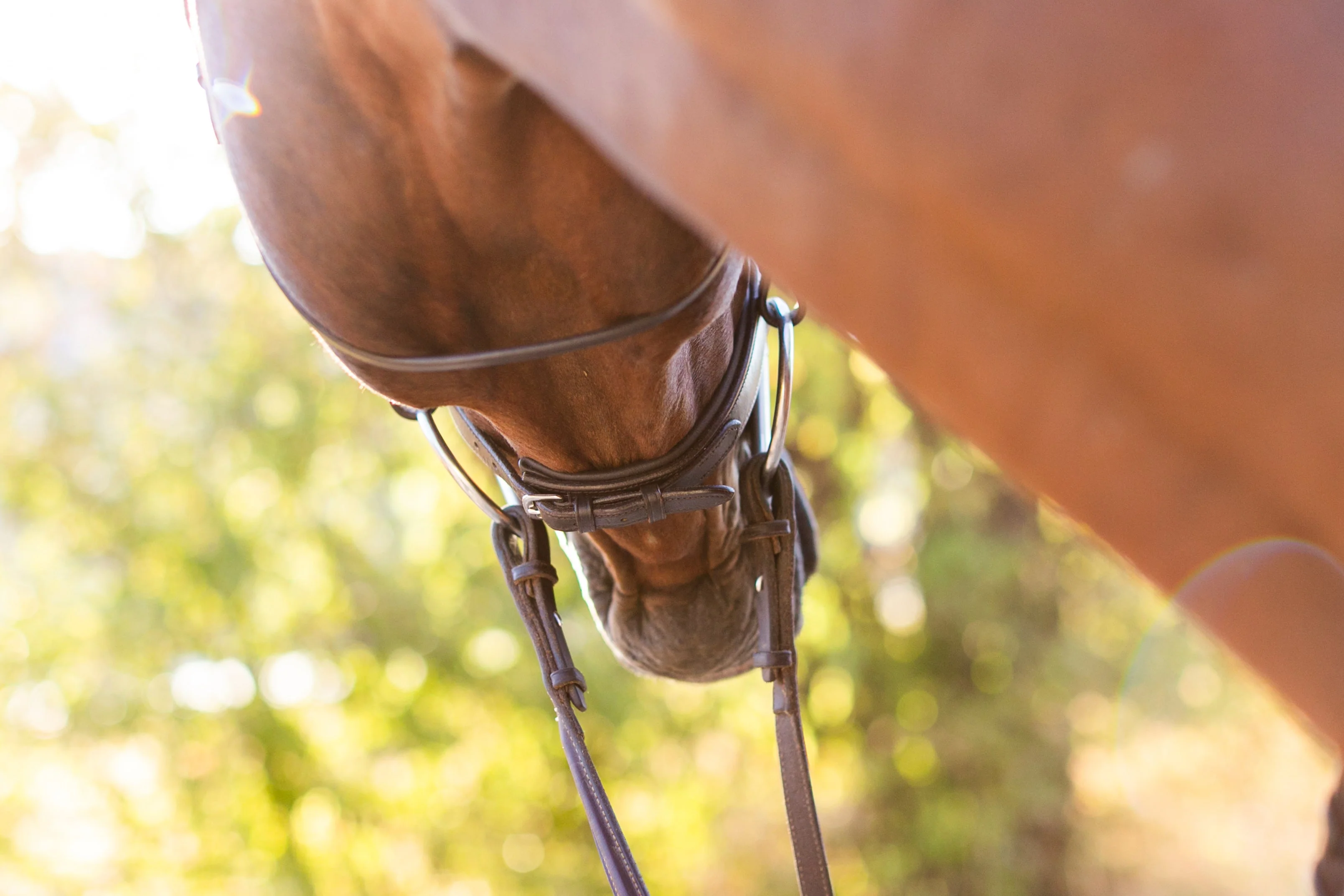 Noland Schooling Hunter Bridle - Image 4