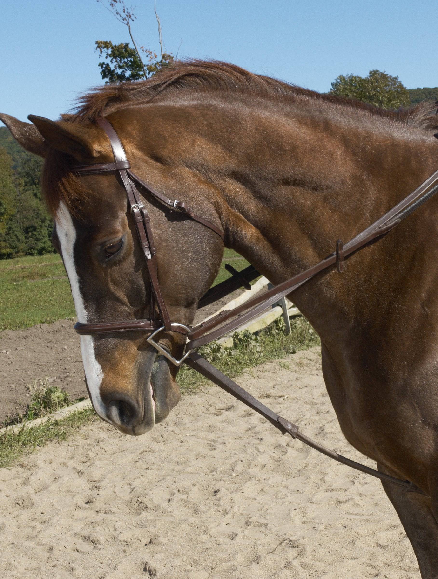 Ovation Stretch Cord Draw Reins - Image 2