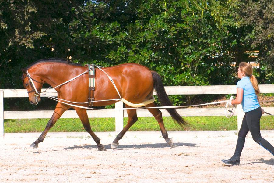 Pessoa Lunging System