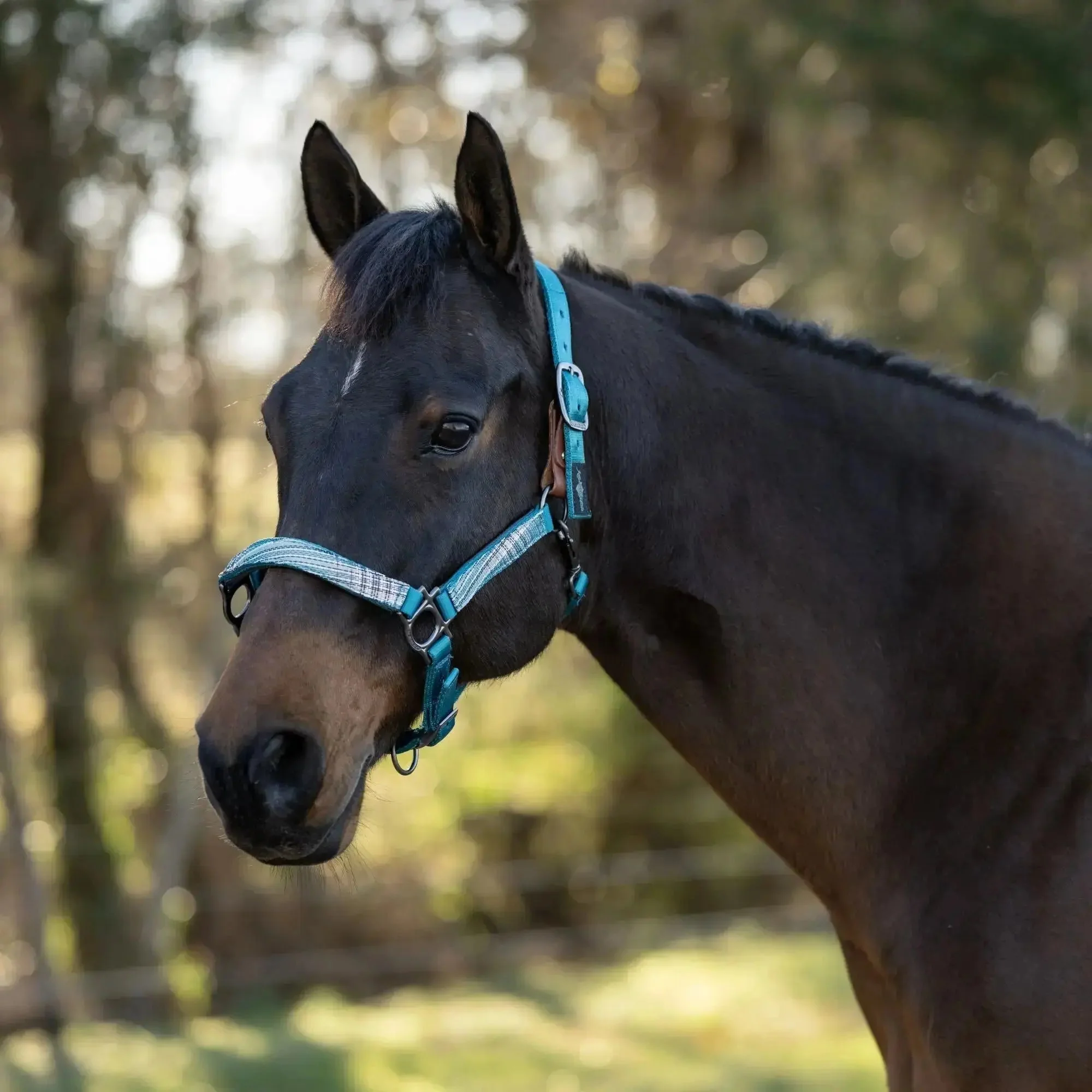 Premium Nylon Breakaway Halter - Image 20