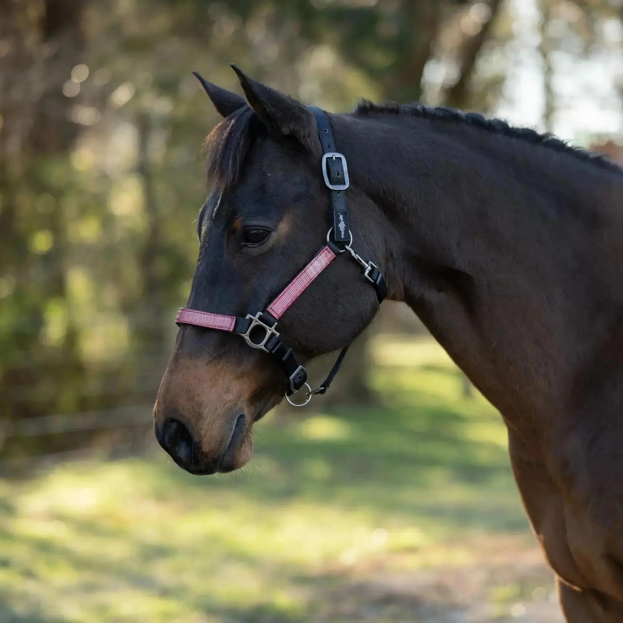 Premium Nylon Halter - Image 30