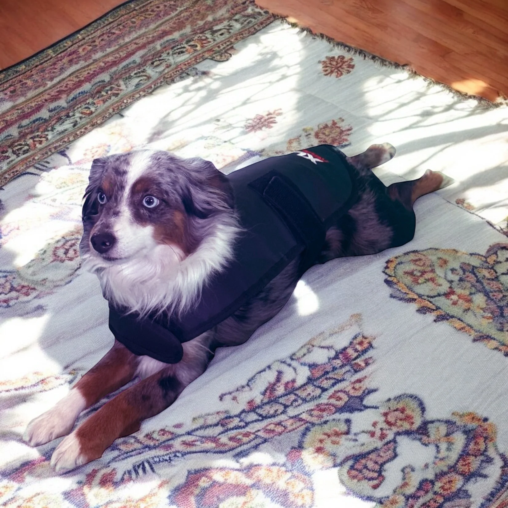 Redline Dog Wrap- Small - Image 2