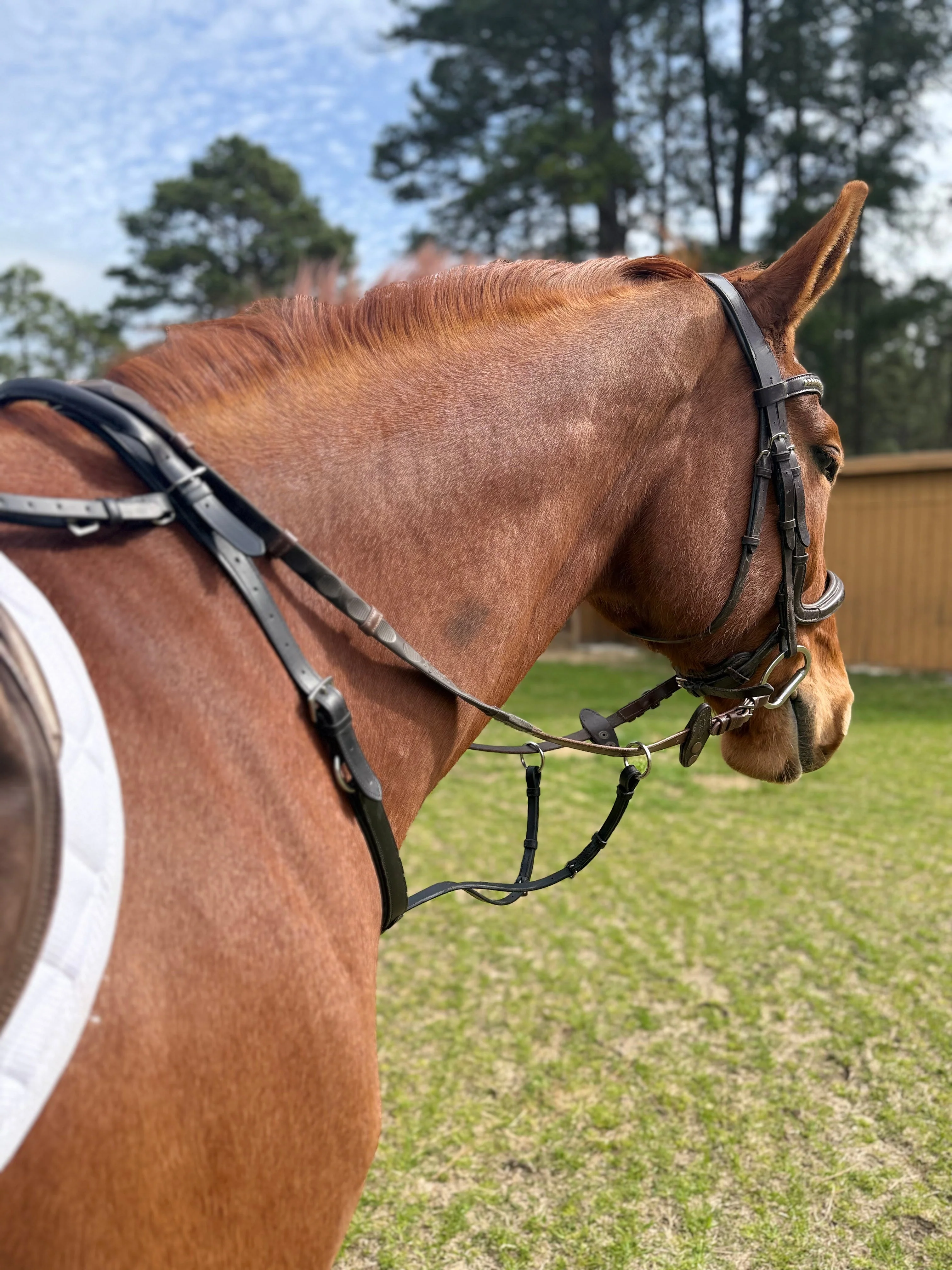 Running Martingale Add-On for Double Neck Strap - Image 5