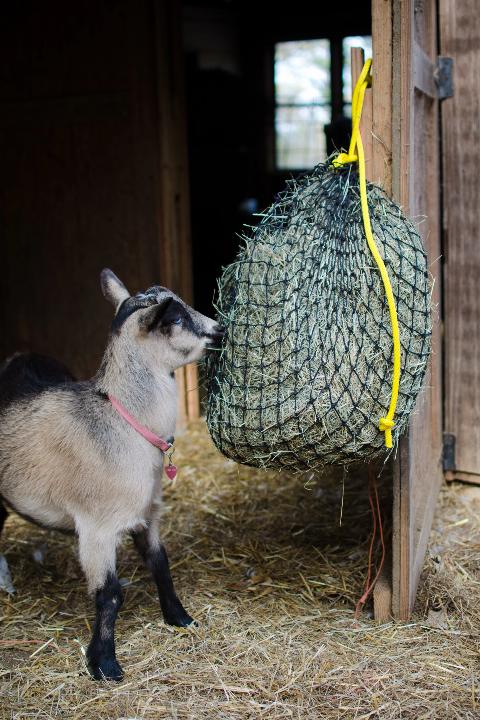 Small Hay Net - Image 5