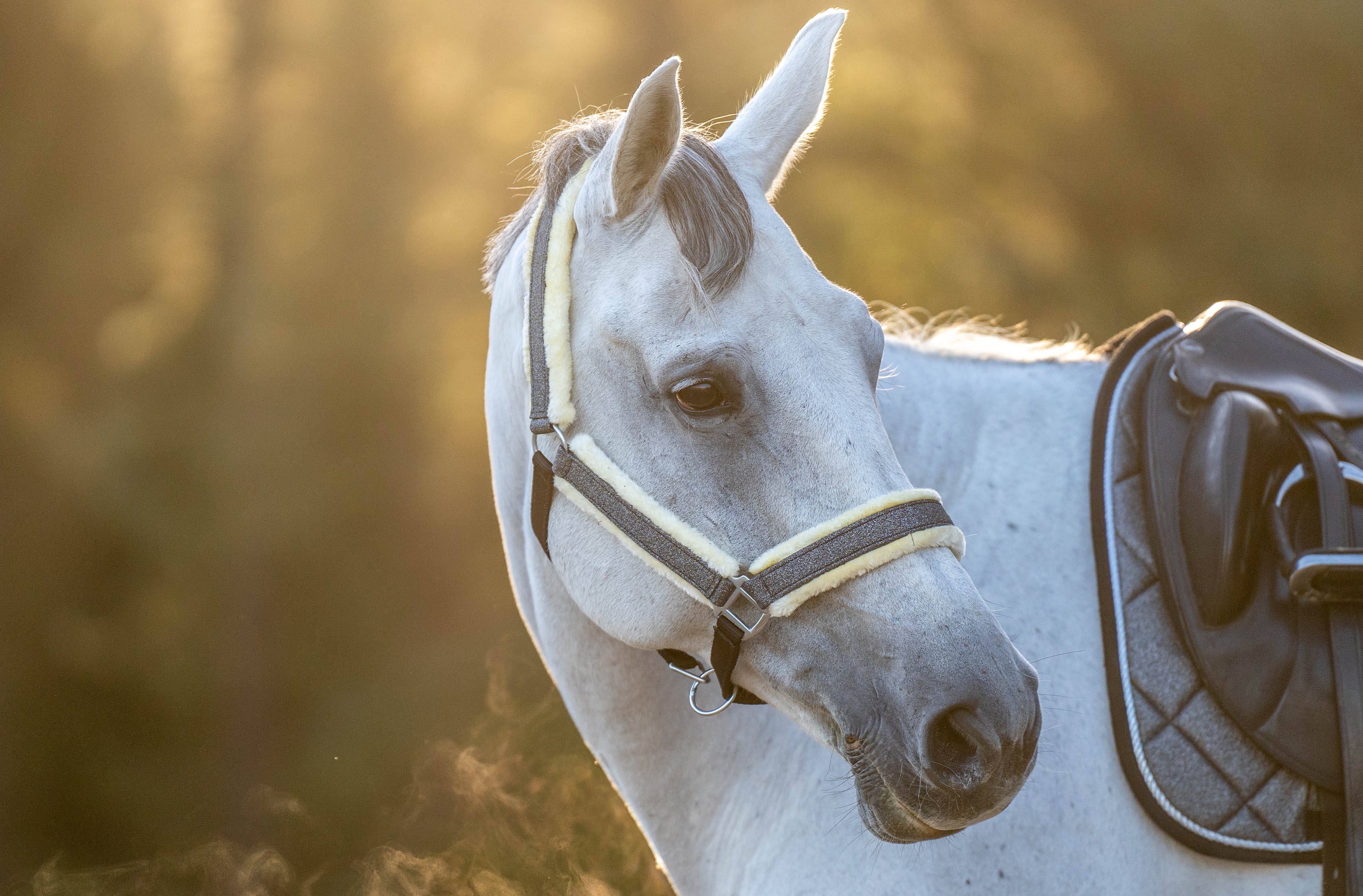 Stardust Grey Halter - Image 2