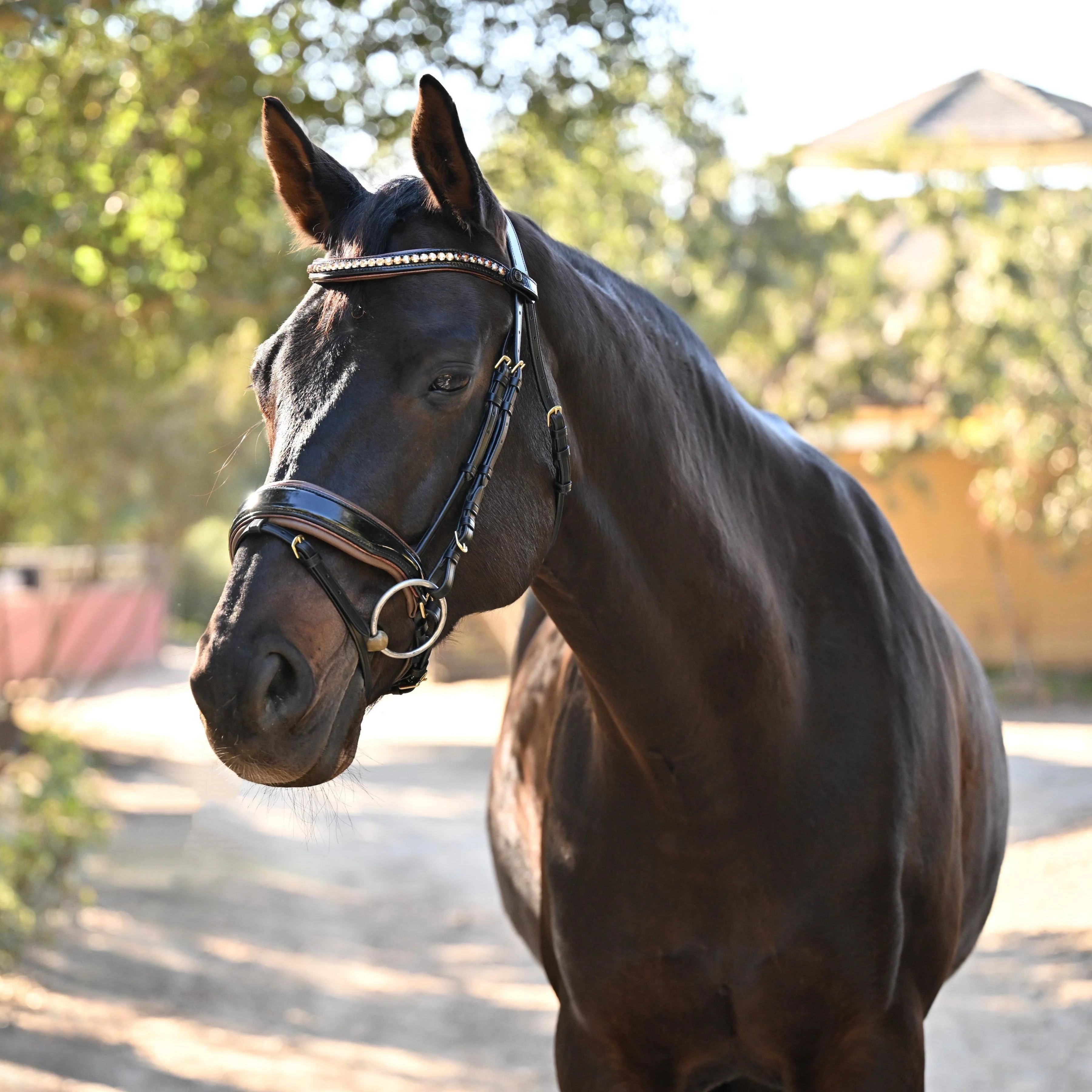 The Palermo Black Patent Leather Snaffle with Brown Padding - Image 9