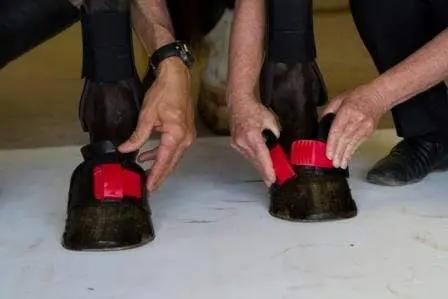 ThinLine Gatorbootz Bell Boot - CLEARANCE - Image 11
