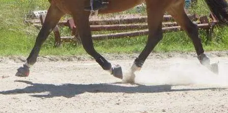ThinLine Gatorbootz Bell Boot - CLEARANCE - Image 6