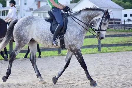 ThinLine Short Girth - Dressage & Monoflap - Image 6