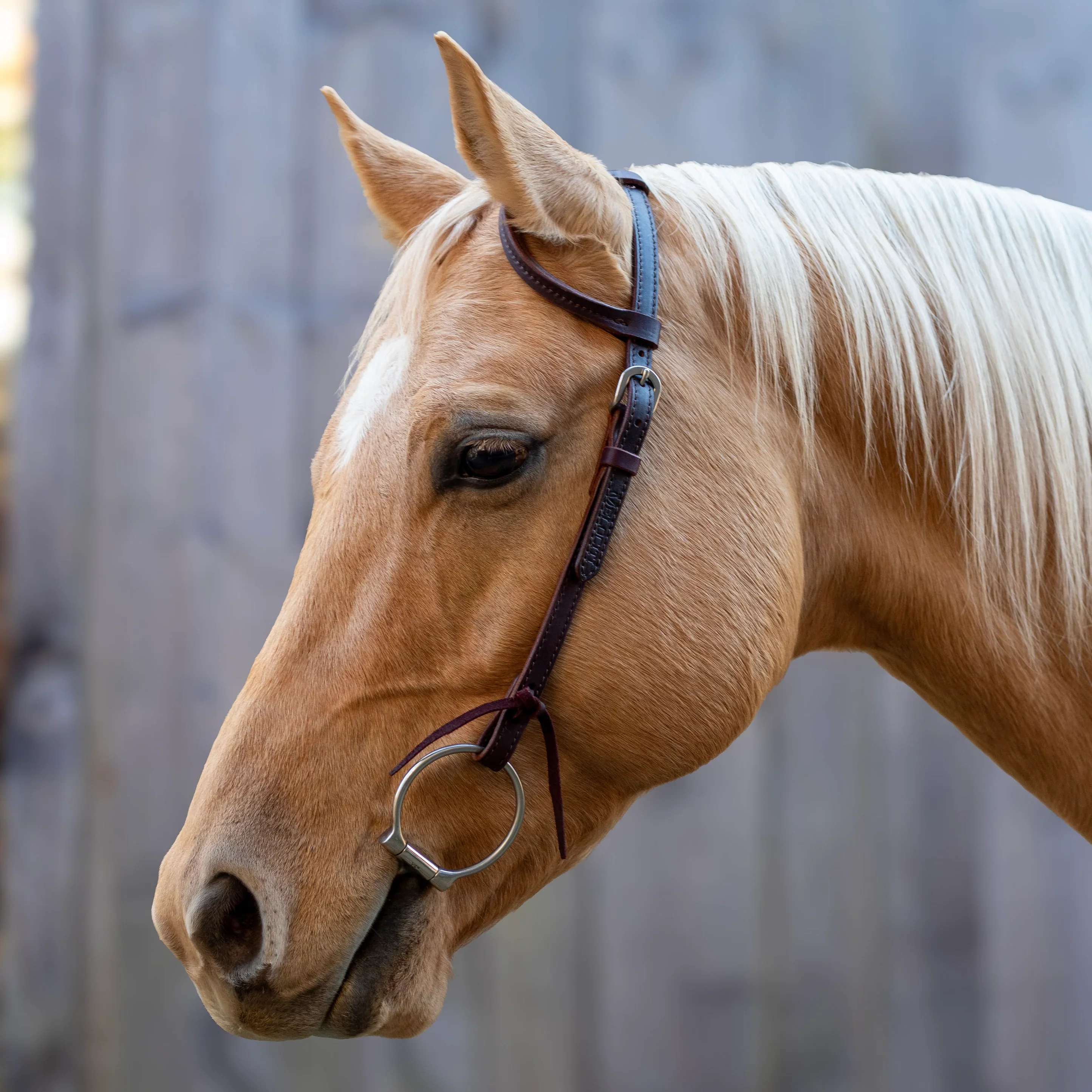 Velociti Leather One Ear Headstall