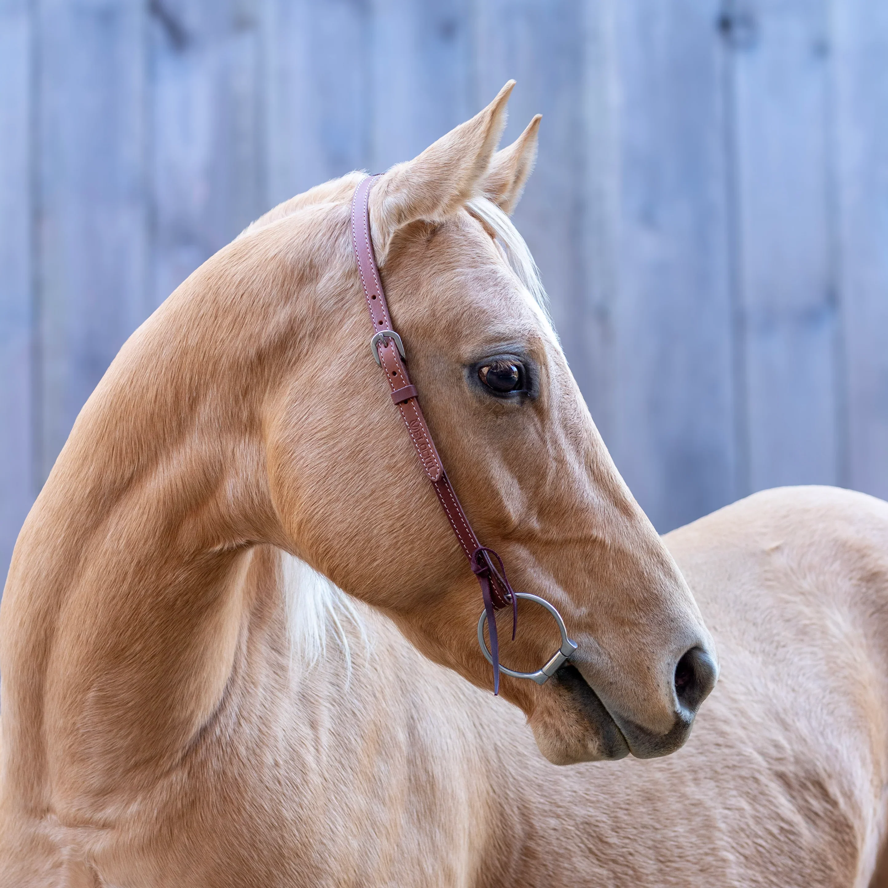 Velociti Leather One Ear Headstall - Image 3