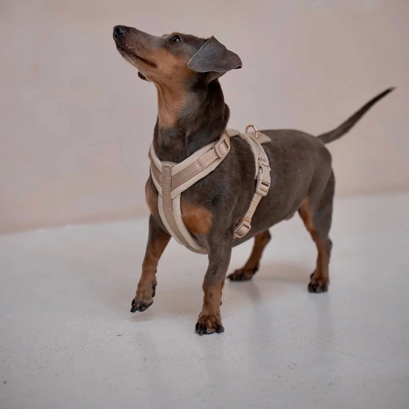 Yellow - Velvet Dog Harness - Image 3